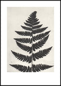 Black Fern Limited Edition Print