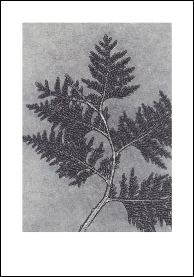 Smoke Grey Thuja Limited Edition Print - 70cm x 100cm