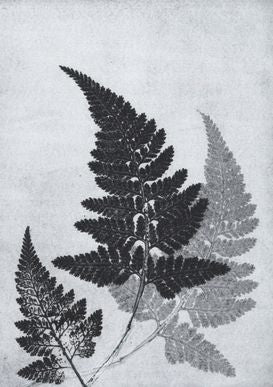 Grey Fern Print A5 Postcard